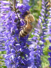 véronique en épi et abeille